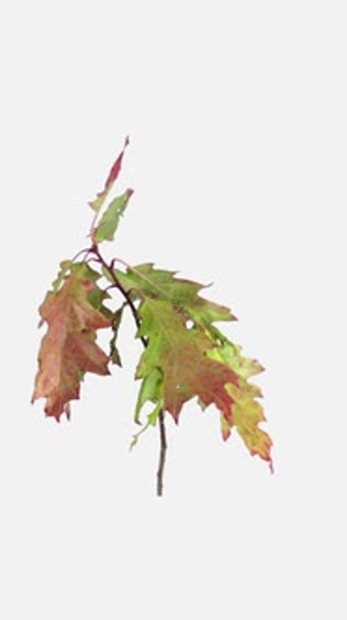 Oak Sprig with Green and Red Leaves