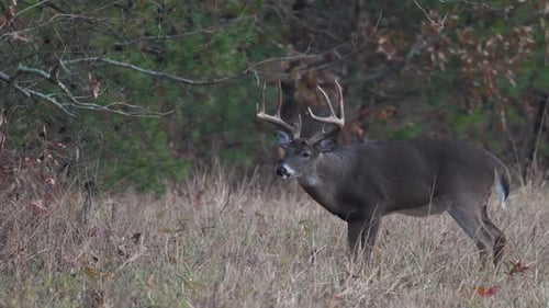 White-tailed deer rubbing on branches as part of the rut in Great Smoky Mountains National Park.