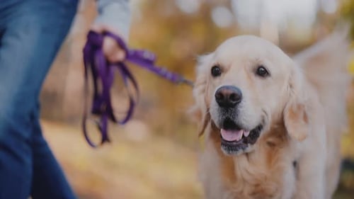 Close Up of People Walking Retriever in Autumn Park