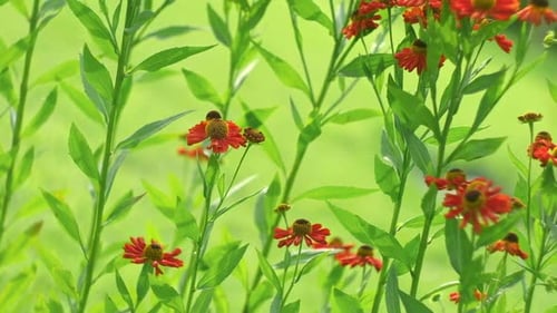 Fleurs d'hélénium, gros plan de belles fleurs d'automne, d'éternuement à grandes fleurs ou d'aster annuel