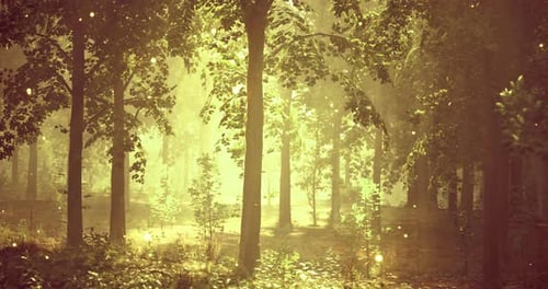 La lumière du soleil filtre à travers les arbres dans une forêt luxuriante en fin d'après-midi