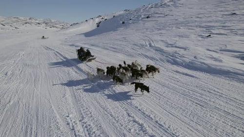Dog Sled Team Racing Across Snowy Landscape