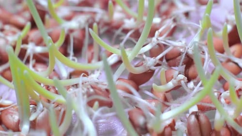 Close Up of Wheat Seeds Germination