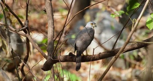 Seen looking back from its right wing deep in the forest during summer, Crested Goshawk Accipiter tr