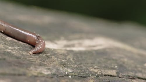 Makroaufnahme eines Wurms, der auf einem Baumstamm herumrutscht