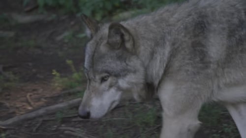 Canadian Wildlife - Wolf stalking through the woods