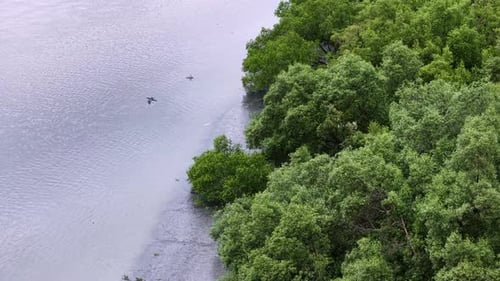 Aerial mangrove forest canopy along coastal shoreline