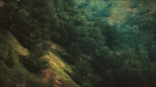 Aerial View of Lush Green Forest