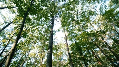 Beautiful trees in the forest. Camera movement inside the forest.