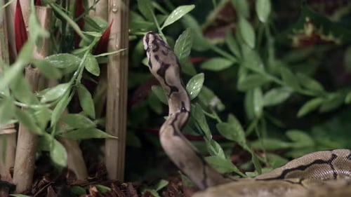 Tête d'un phyton à boule rampante sur un aquarium d'un zoo pour enfants. - Gros plan