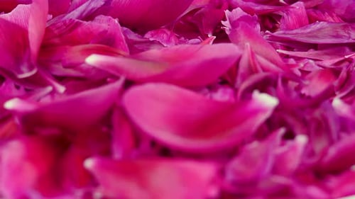 Macro View of Vibrant Pink Flower Petals