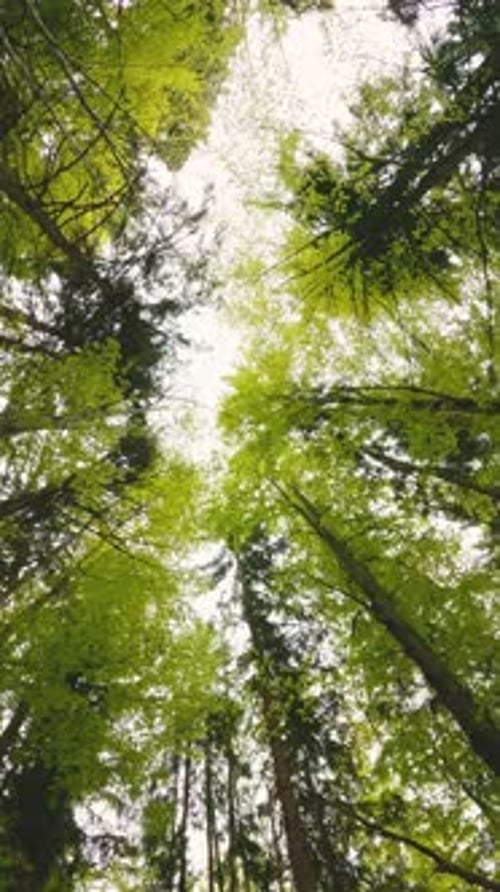 Upward View of Fresh Green Forest, Vertical Video of Spring Nature