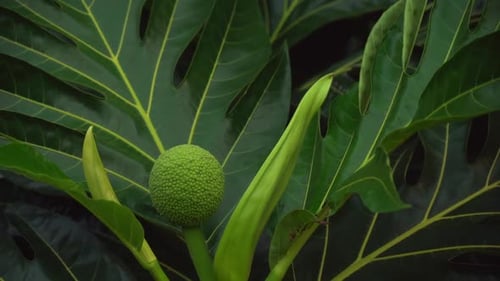 Brotfrucht (Artocarpus altilis) ist eine blühende Baumart aus der Familie der Maulbeer- und Jackfruchtgewächse