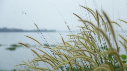 Wild plant swaying in the breeze