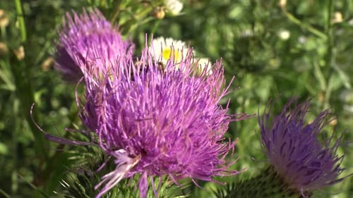Extreme close-up of two honey bees doing their job on a purple thistle flower.