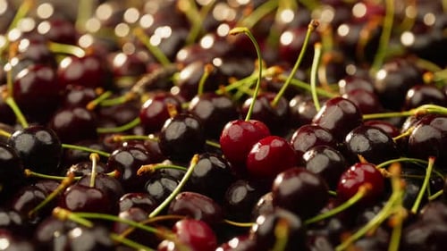 Appetizing Close Up of Fresh, Ripe Cherries