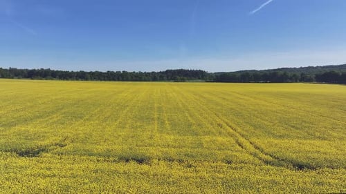 Aerial view of yellow field near trees, Germany.