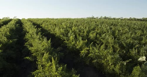 Green Carrot Bushes Grew in the Field