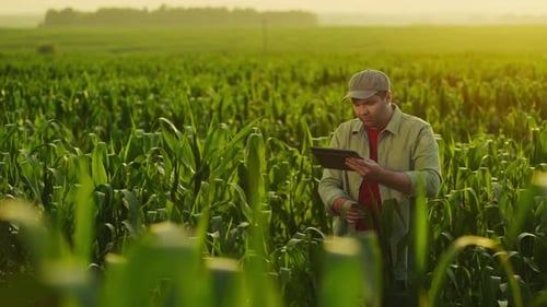 Agriculturist Examining Maize Plants In Field Making Notes In Tablet Technology In Agribusiness