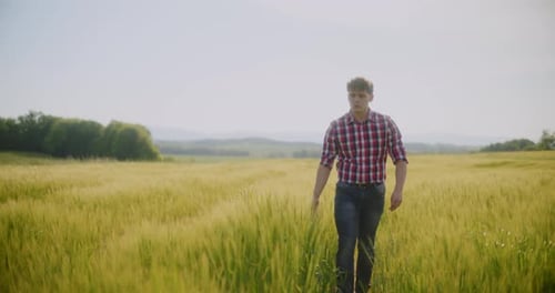 Man Farmer Working in the Field Inspects the Crop Wheat Farming Agriculture