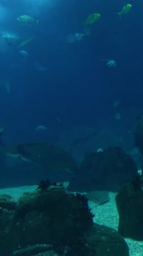 Large Aquarium Fish Tank Vertical Video