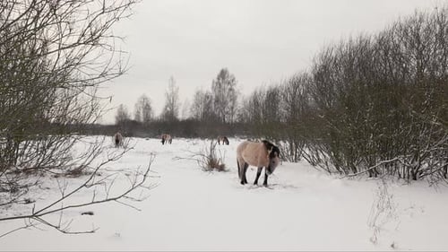 Wild Konik Horse Grazing and Playing in Snowy Belarus Field CloseUp