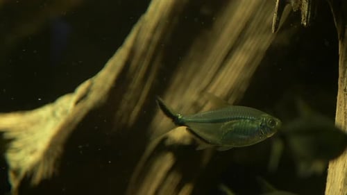 Close-up of a congo tetra (Phenacogrammus interruptus)