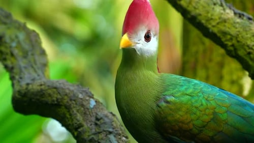 Rotschopf-Turaco-Grünvogel mit rotem Kopf im natürlichen Lebensraum