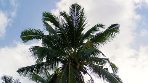 Time lapse of clouds moving over a palm tree, the concept of vacation in the resort