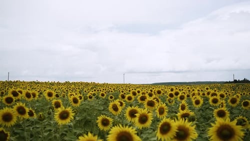 Blick auf das blühende Sonnenblumenfeld an einem bewölkten Tag Schnelle Kamerabewegung