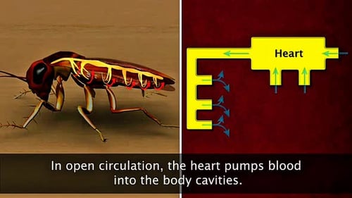 Open Circulatory System In Cockroach
