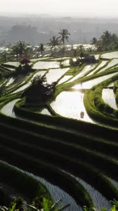 Aerial View of Flooded Rice Paddies Forming Geometric Patterns in Bali Indonesia