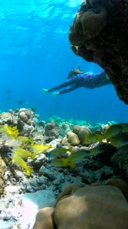 A Woman Freedive Among Coral Formations and Fish Underwater in the ...