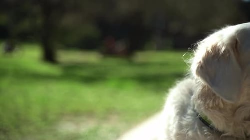 Portrait of Happy Pet Dog Golden Retriever Outside in Public Park During Summer