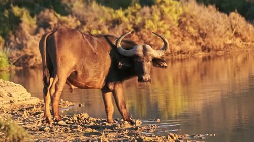 Water Buffalo Drinking from Pond at Sunrise