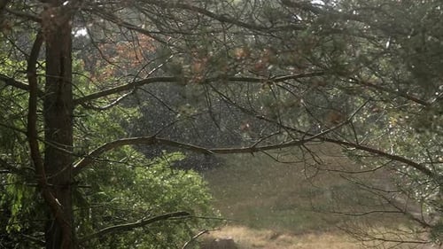 Raindrops in the forest in super slow motion