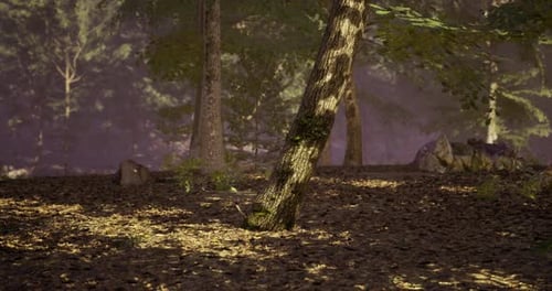 Forest Landscape at Dawn with Sunlight Filtering Through Trees