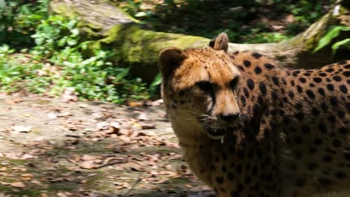 Nahaufnahme des südostafrikanischen Geparden (Acinonyx jubatus jubatus)