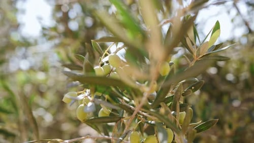 Close Up Olive Tree Green Olive Tree Lit By the Rays of the Sun Gently Swinging in the Wind