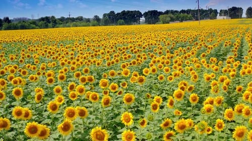 Bright blossoming sunflowers in the field in sunny weather.