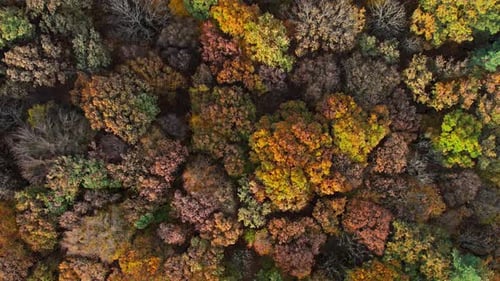 Overhead View of Top of Autumn Forest