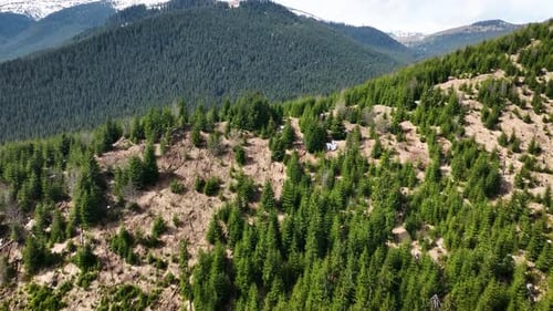 Luftaufnahmen über Bergketten zeigen Tannenwälder, die die Landschaft mit Schneekappen bedecken