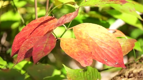 Close-up shrub leaves turned yellow and red in autumn.