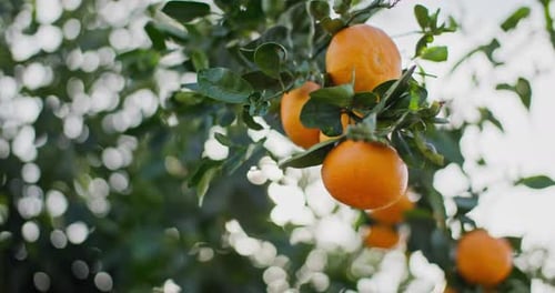 Citrus Symphony A CloseUp Journey of Ripening Mandarins on the Farmer's Grove