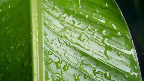Green Leaves