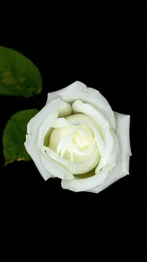 2K - Vertical White Rose Timelapse