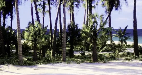 Üppige tropische Vegetation an einem ruhigen Strand am Mittag