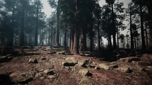 Sequoia Forest Abundant Trees and Rocks Amidst Natures Majesty