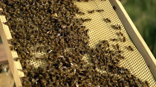Bees on Honeycomb Frame in Close-up View