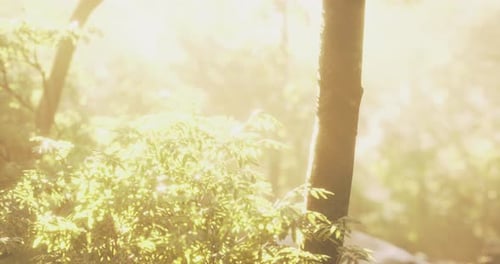 Sunlight Filtering Through Trees in a Serene Forest Setting During Morning